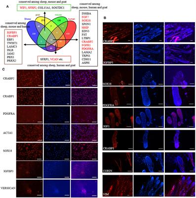 Defining ovine dermal papilla cell markers and identifying key signaling pathways regulating its intrinsic properties